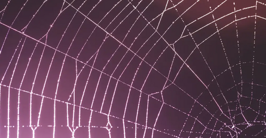 Spider silk in skincare products
