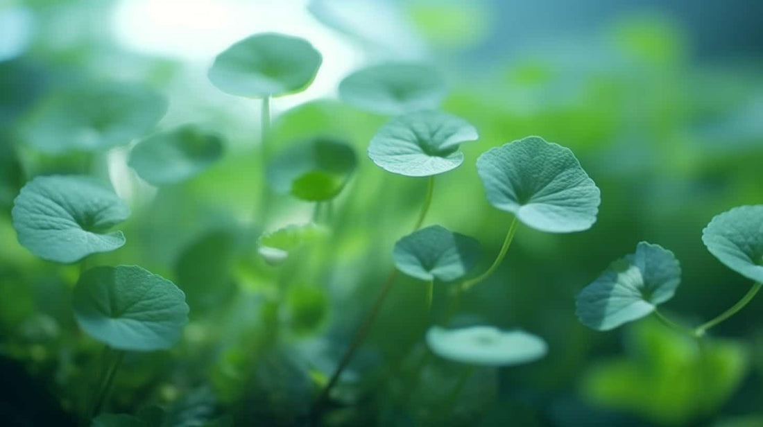 Centella Asiatica plant used in Korean skincare products