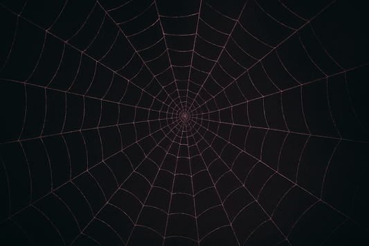 Spider Silk Skincare | Anti-aging Korean skincare product ingredients